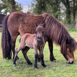 Rescue Pony Meet & Greet Session