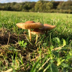 Norfolk, Hunstanton, Spring Wild Food Foraging Course/Walk