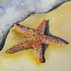 Watercolour and mixed media: Scales, Shells and Sea creatures