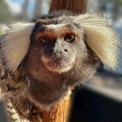 Marmoset Monkey Encounters