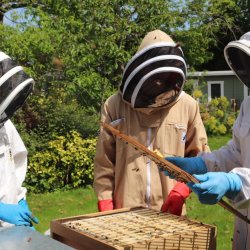 Bee Keeping Taster Day