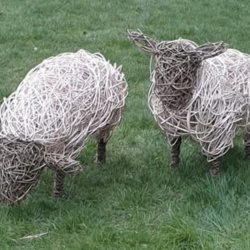 Willow Weaving - Sheep 🐑