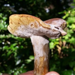 Introductory Course on Fungus Identification