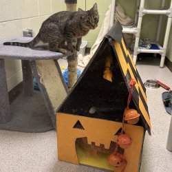 The Great Cardboard Challenge: Haunted Cat Houses