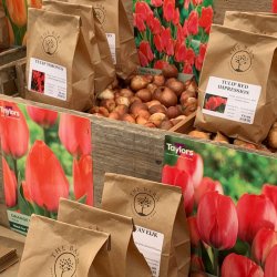 The Barn Bulb Festival
