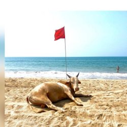 Goa 2027, Our Fifth Adventure in Paradise