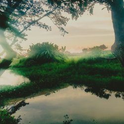 Deep Green Journey: Plant Meditations on Life’s Rhythms