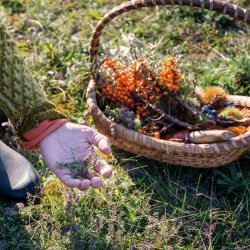 Wine& Foraging