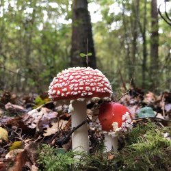 Buckinghamshire fabulous fungi guided walk