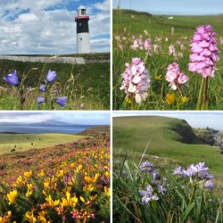 Botanical Skills NI: 3-day Field Meeting in Rathlin Island, Co. Antrim