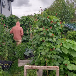 Food Growing in Temperate Rainforest - back garden scale