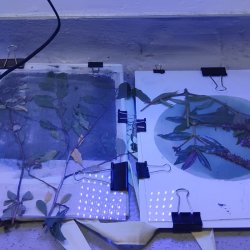 Cyanotote - Christmas Gift making workshop