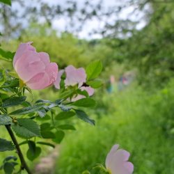Winter Talk: Stories from the 100 Plants Challenge