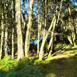 A woodland in the sunshine