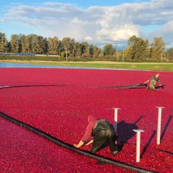 Come see the local Cranberry Harvest!