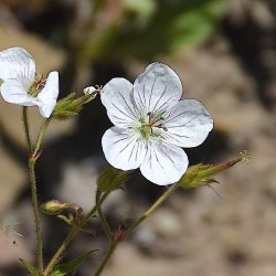 2-Hour RMBL 365 Crested Butte Interpretive Wildflower Hike