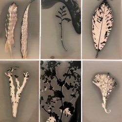 Phytogram Workshop