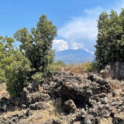 MASTERCLASS: MOUNT ETNA'S GRACI, Pioneer of Etna's North Slope {MORRIS}