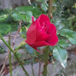 Rose flower