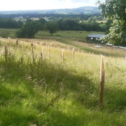 Woodland Establishment and Maintenance @ Haggs Hall, Ramsgreave