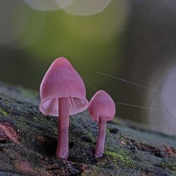 Fungi
