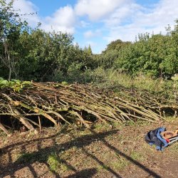 Hedgelaying at Thornton Woods