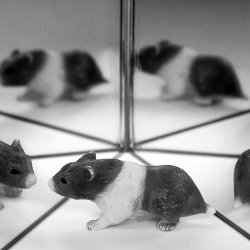 T34. Kaleid Blage - Cyclical Image Processes with Maike Brautmeier & Ute Friederike Schernau