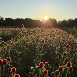 Zinnias glowing in the field at golden hour