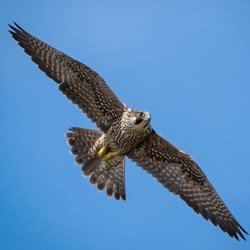 Native American Artifacts and Birds of Prey