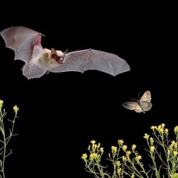 Night Crawlers : Bats + More