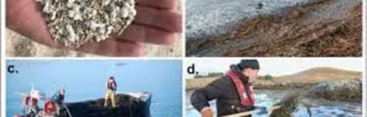 A Short Social History of the Seaweed Industry in the West of Ireland