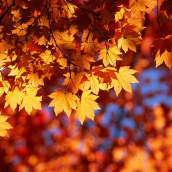 hints of blue sky behind rich autumns leaves