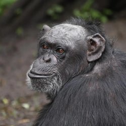 Animal Happy Hours: Apéritifs and Apes