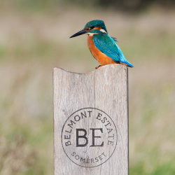Bird Walk with Alastair