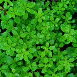 herbal medicine course