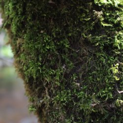 Moss Study Club