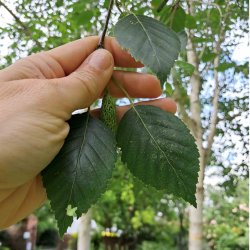 Birch tree
