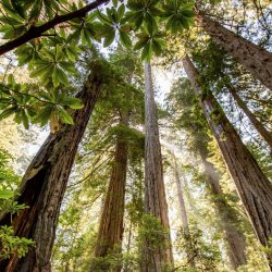 Forest Immersion in the Redwoods