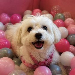 Paws in the Park
