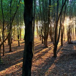 Sunlight through trees