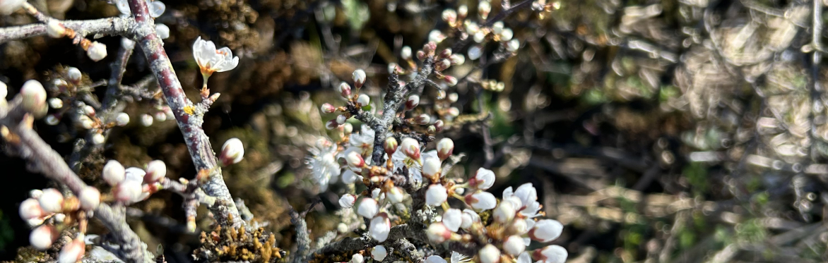 Into the Wild: Land Biodiversity Training