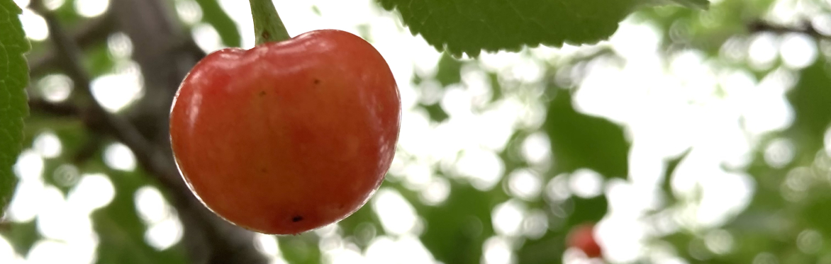 Cherry growing on a tree