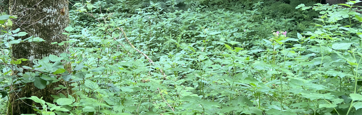 Community Balsam Bash at Lemahamish, Upper Forth