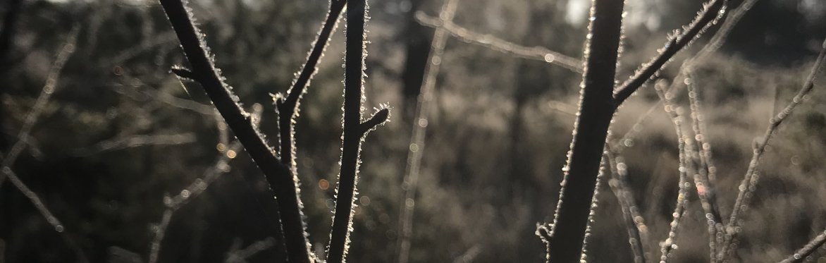 Community Winter Walk - London