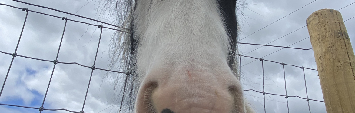 Youth Led Horse Days