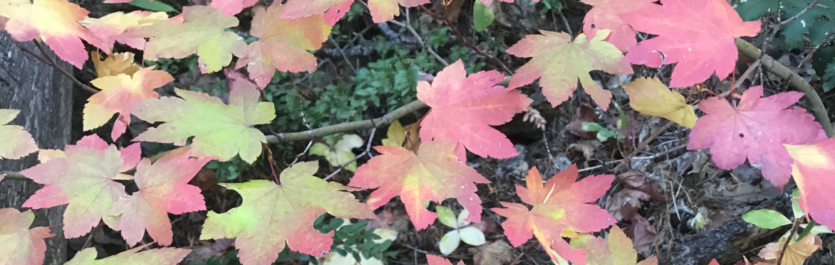 Fall Leaves