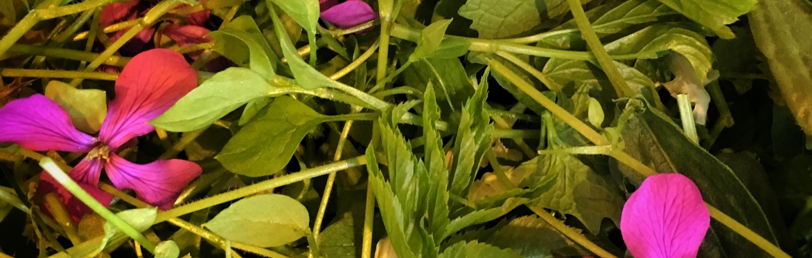 Norfolk Autumn Wild Food Foraging Course/Walk