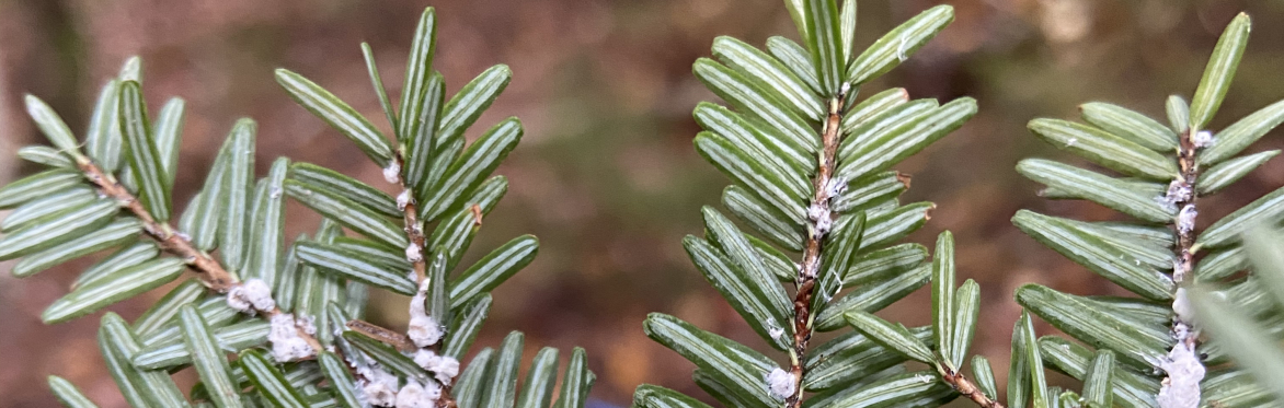 Hemlock Hero Volunteer Days