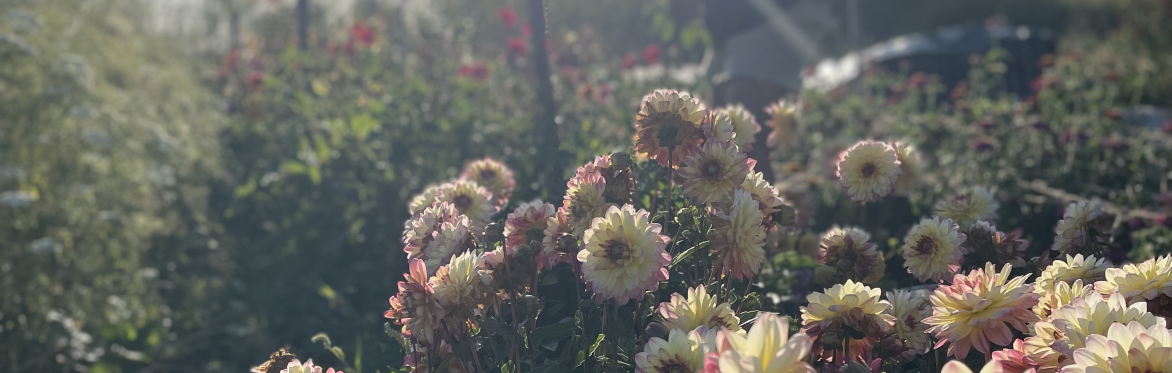 Pick & Arrange Your Own Bouquet