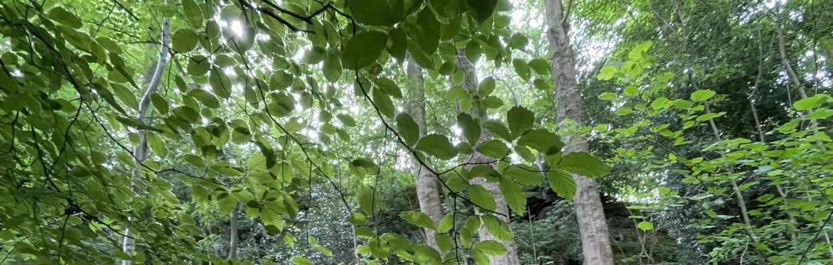 Forest Bathing- Harrogate